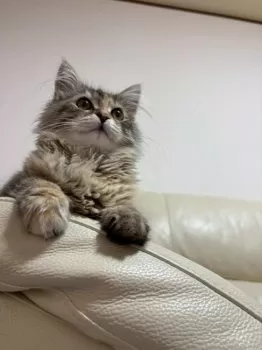 T.Y 様のお迎えした子猫
