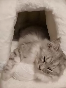 あぃ 様のお迎えした子猫