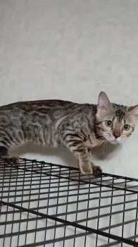 ちゃみ 様のお迎えした子猫
