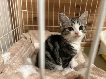 F.S 様のお迎えした子猫