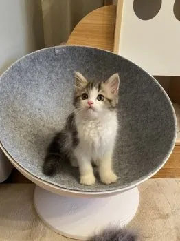 ぺこ 様のお迎えした子猫
