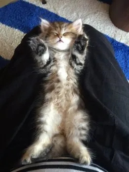 まあこ 様のお迎えした子猫