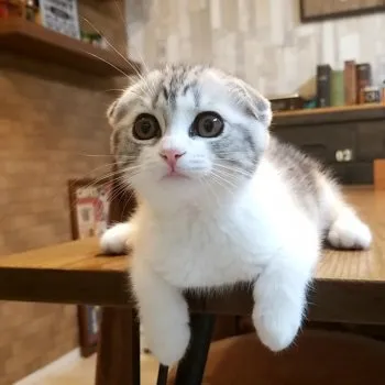 unicorn 様のお迎えした子猫