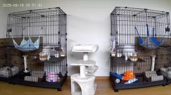 佐藤 様のお迎えした子猫