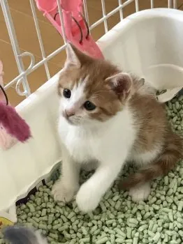 やす 様のお迎えした子猫