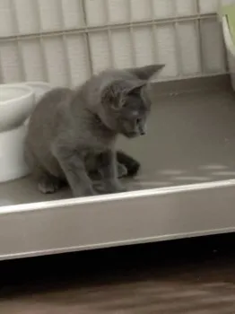まこと 様のお迎えした子猫