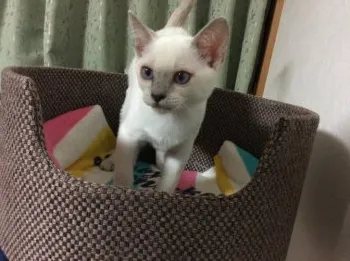 Kikuti 様のお迎えした子猫