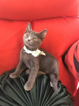 403 様のお迎えした子猫