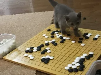 ルルさんママ 様のお迎えした子猫