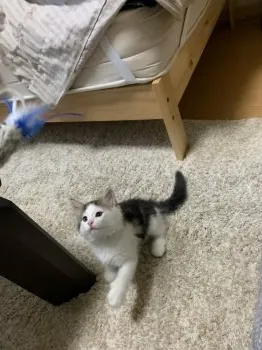 あい 様のお迎えした子猫