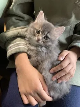 ナナ 様のお迎えした子猫