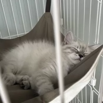 F 様のお迎えした子猫