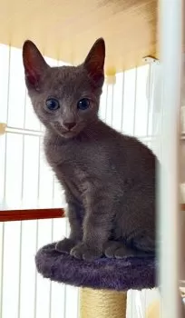メムチャコ 様のお迎えした子猫