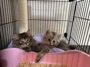 riro 様のお迎えした子猫