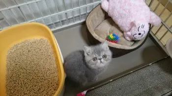 のり 様のお迎えした子猫