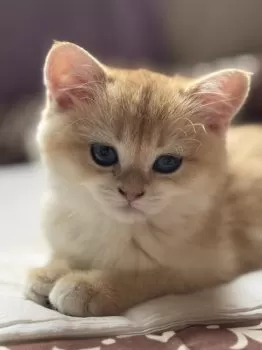 むぅにん 様のお迎えした子猫