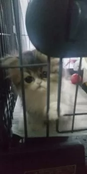 笑祥…えみばば 様のお迎えした子猫