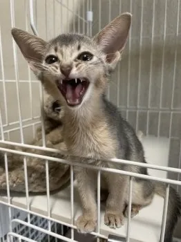 ねぎ 様のお迎えした子猫