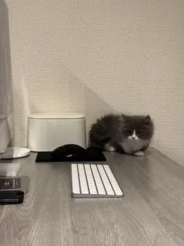 T.I 様のお迎えした子猫