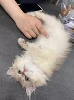 S.K 様のお迎えした子猫