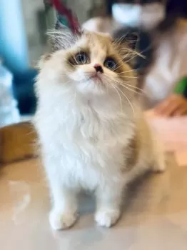 エリー 様のお迎えした子猫