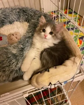 メルム 様のお迎えした子猫