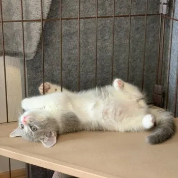 まめ 様のお迎えした子猫