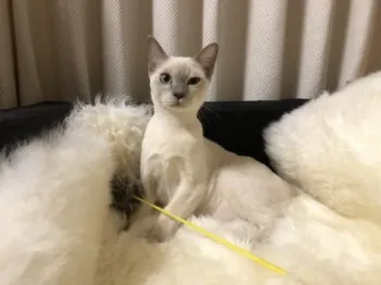 へそ天 様のお迎えした子猫