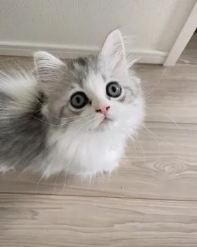 C.A 様のお迎えした子猫