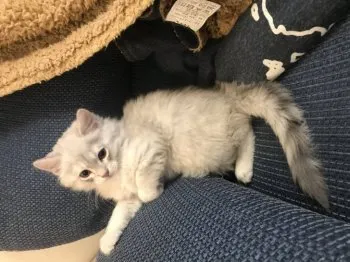 チポレ 様のお迎えした子猫