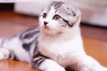 さい 様のお迎えした子猫