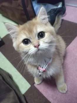 S.Y 様のお迎えした子猫