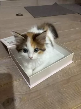 N.F 様のお迎えした子猫