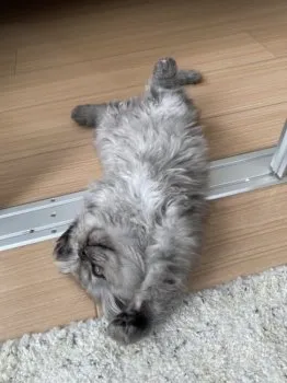 R.T 様のお迎えした子猫