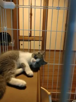 Y.K 様のお迎えした子猫
