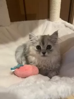 S.N 様のお迎えした子猫