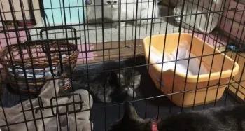 りける 様のお迎えした子猫