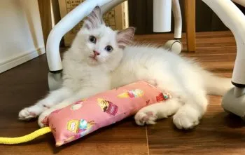 びー 様のお迎えした子猫