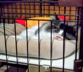 A.H 様のお迎えした子猫