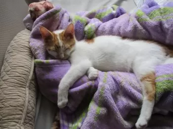 chicocoma 様のお迎えした子猫
