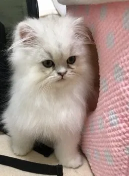 みわこ 様のお迎えした子猫