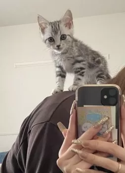 フ 様のお迎えした子猫