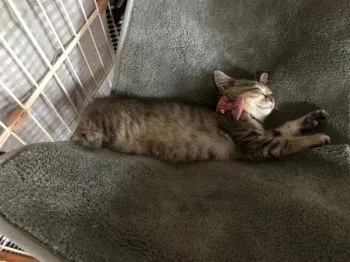 M.T 様のお迎えした子猫