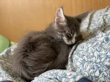 Y.T 様のお迎えした子猫