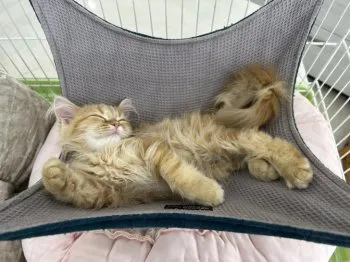 T.A 様のお迎えした子猫