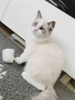てま 様のお迎えした子猫