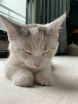 K.T 様のお迎えした子猫