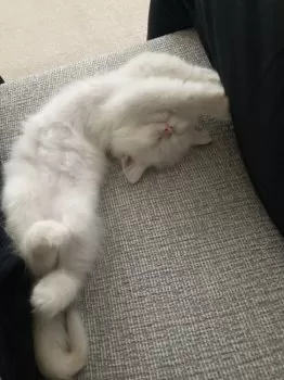 Y.H 様のお迎えした子猫