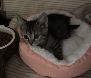 k 様のお迎えした子猫