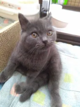 みなお 様のお迎えした子猫